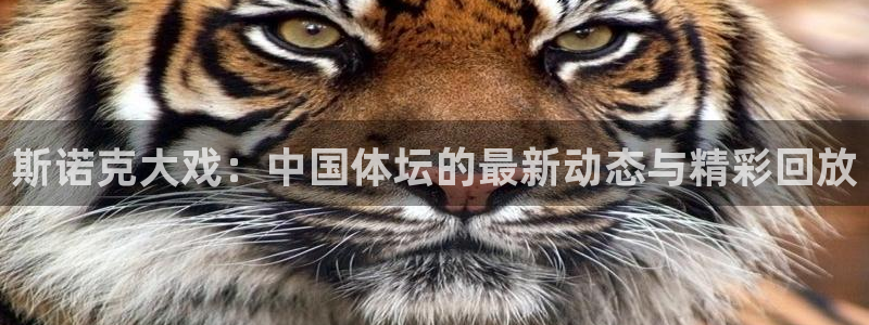 24直播篮球网