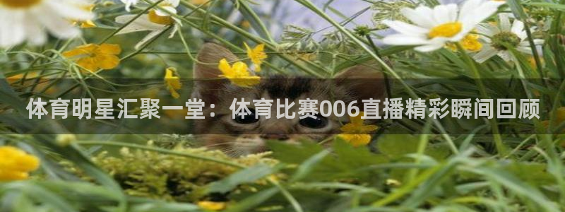 不讨好的勇气24集完整版观看：体育明星汇聚一堂：体育比赛006直播精彩瞬间回顾