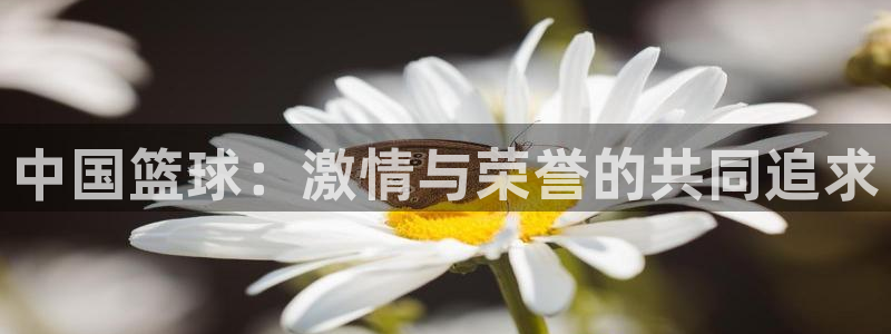 24直播网全运会u20男足上海对新彊：中国篮球：激情与荣誉的共同追求